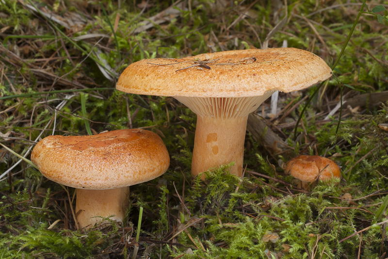 Lactarius porninsis